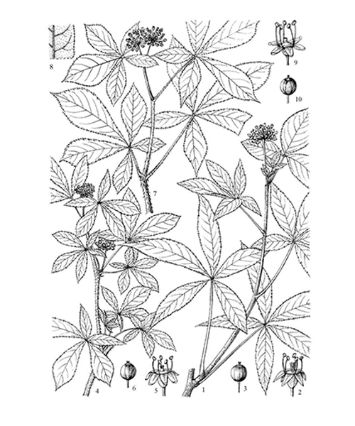 Natural compounds from  Eleutherococcus senticosus